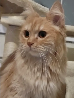 Pisica portocalie - Persana Garfield - imagine 3