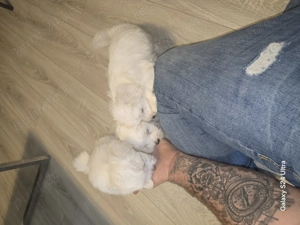 Bichon mini toy de vanzare  - imagine 2