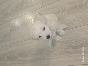 Bichon mini toy de vanzare  - imagine 5