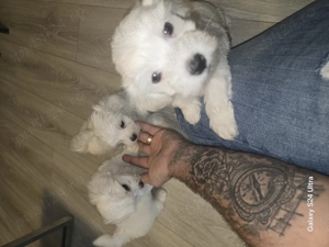 Bichon mini toy de vanzare  - imagine 4