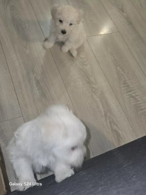 Bichon mini toy de vanzare  - imagine 7