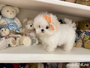 Bichon maltez mini toy 