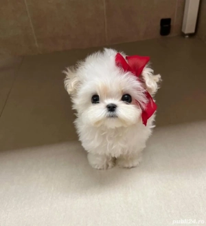 Bichon maltez mini toy  - imagine 4