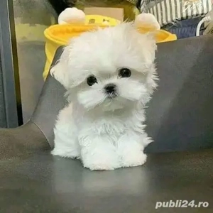 Bichon maltez mini toy  - imagine 3