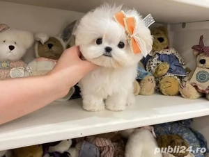Bichon maltez mini toy  - imagine 2