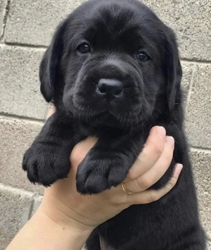 Mascul și femelă labrador retriever 