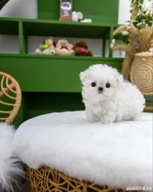 bichon maltez mini toy  - imagine 3