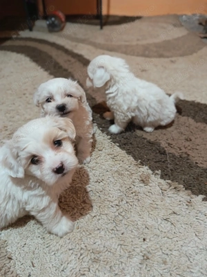 Vând căței bichoni maltez  - imagine 2