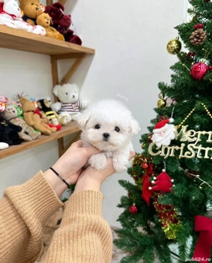bichon maltez mini toy  - imagine 4