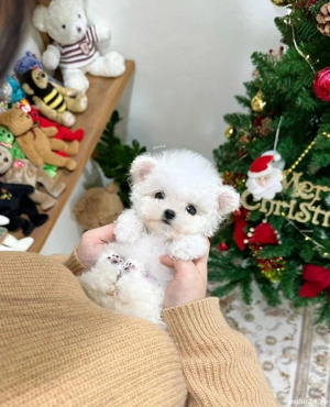 bichon maltez mini toy  - imagine 5