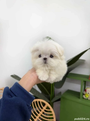 bichon maltez mini toy  - imagine 2