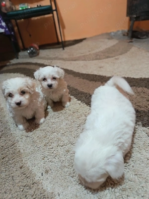 Vând căței bichoni maltez  - imagine 3