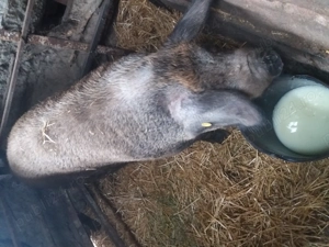 Purcea de vanzare  - imagine 2