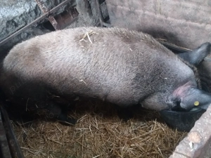 Purcea de vanzare  - imagine 3