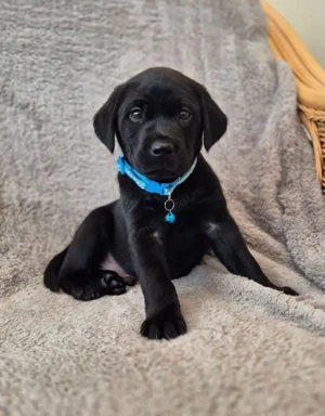 Mascul și femelă labrador retriever  - imagine 2