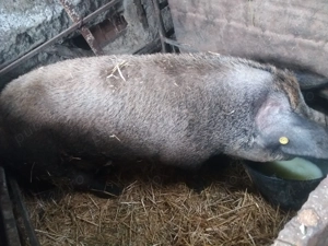 Purcea de vanzare  - imagine 4