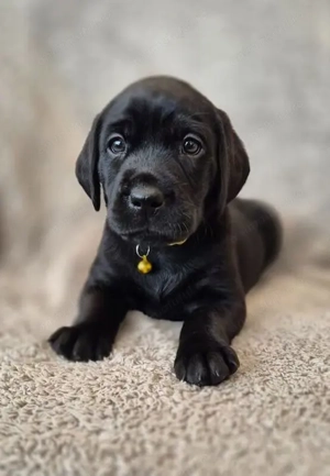 Mascul și femelă labrador retriever 