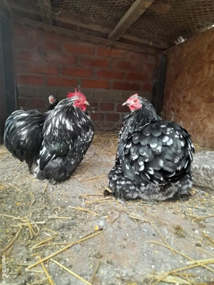 Pui, tineret și păsări mature din matca 2025 din rase pitice și brahma uriaș - imagine 3