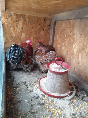 Pui, tineret și păsări mature din matca 2025 din rase pitice și brahma uriaș