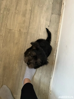 Vand bichon Havanese cu vaccinuri si deparazitare  - imagine 5