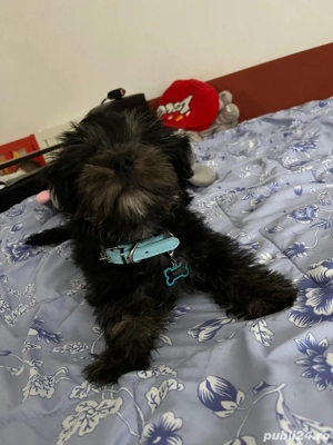 Vand bichon Havanese cu vaccinuri si deparazitare  - imagine 4