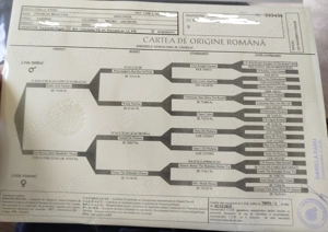 Schnauzer Pitic Negru-Argintiu cu pedigree  - imagine 5