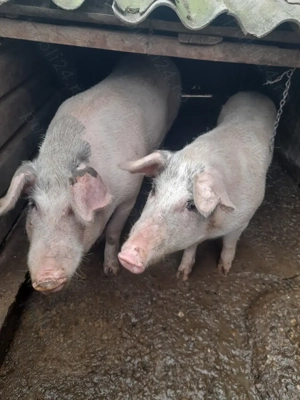 Vănd 2 porci