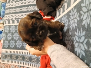 pechinez imperial de vânzare 