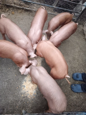 Purcei rasa duroc - imagine 2