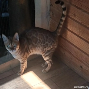 Vand pereche de bengali