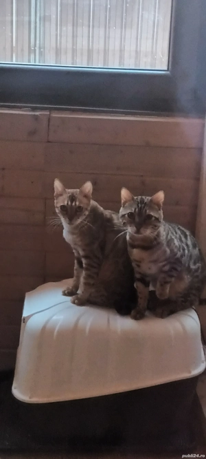 Vand pereche de bengali - imagine 3