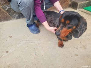 teckel mascul arlechin  - imagine 3