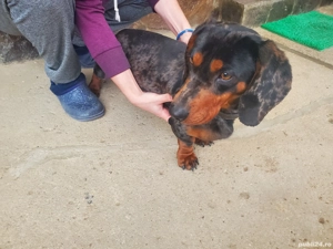 teckel mascul arlechin  - imagine 5