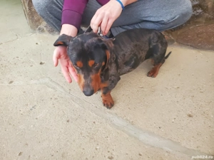 teckel mascul arlechin  - imagine 2