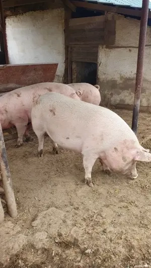 Vând porci marele alb crescuți bio , 170-200 kg
