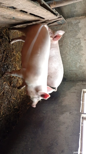 2 poric de vânzare  - imagine 5