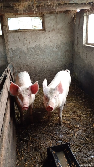 2 poric de vânzare  - imagine 4