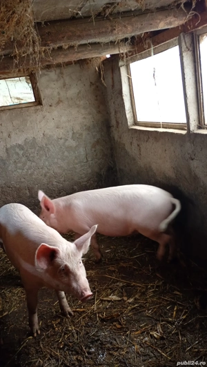 2 poric de vânzare  - imagine 2