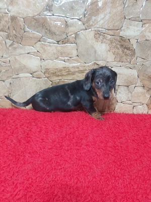 Pui Teckel Blue Merle - imagine 2