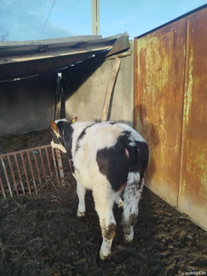 vitei crescuti in gospodarie - imagine 2