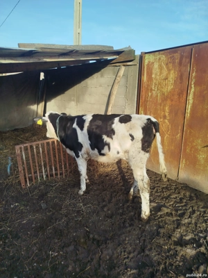 vitei crescuti in gospodarie - imagine 3