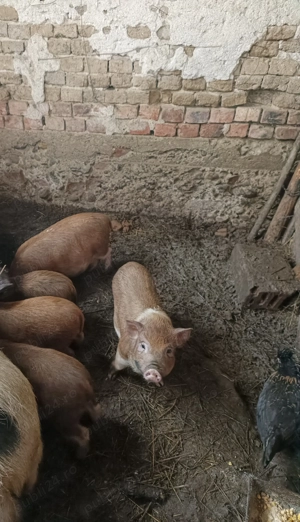 Purcei vietnamezi și porci de carne