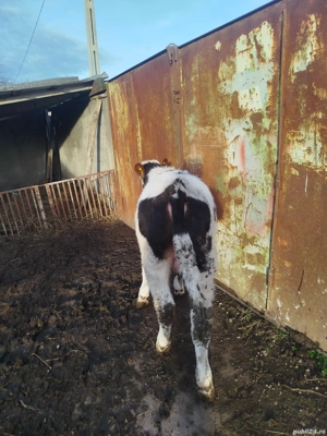 vitei crescuti in gospodarie - imagine 4