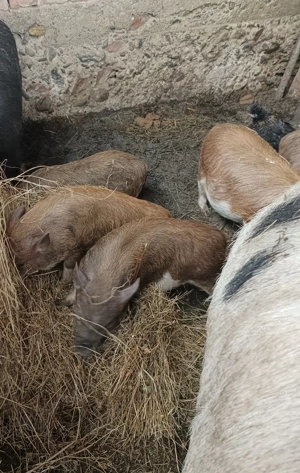 Purcei vietnamezi și porci de carne - imagine 2