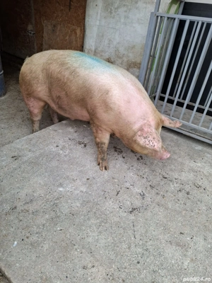 Vând 2 Porci 200-230 Kg - imagine 5