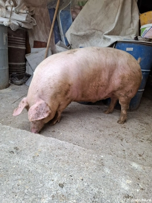 Vând 2 Porci 200-230 Kg - imagine 3