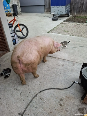 Vând 2 Porci 200-230 Kg - imagine 2