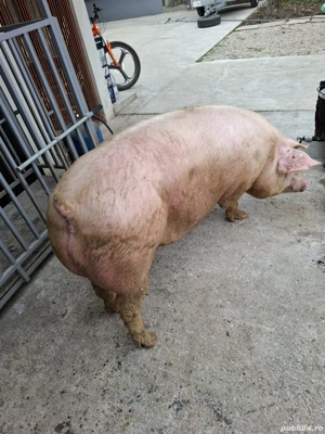 Vând 2 Porci 200-230 Kg - imagine 4