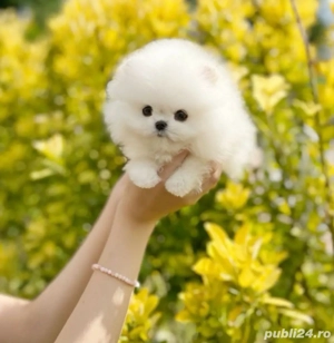 pomeranian de vanzare femela si mascul