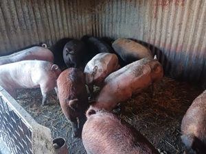 Porci de Vânzare 15 lei kg - imagine 2